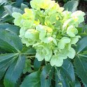 Helleborus x sternii fleur (3)